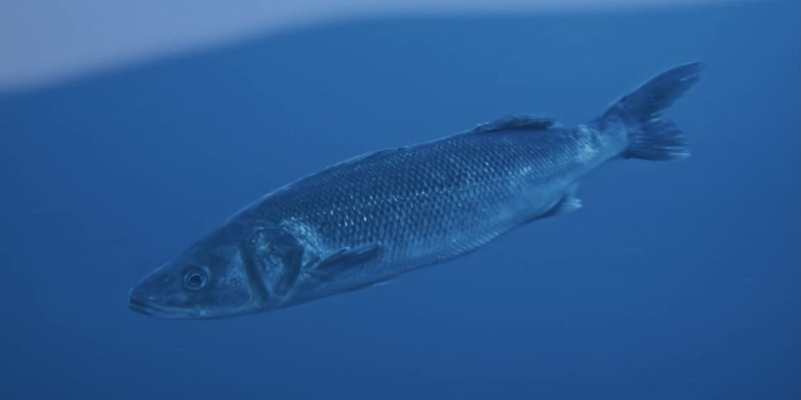 aquanaria_submarina_1_lubina