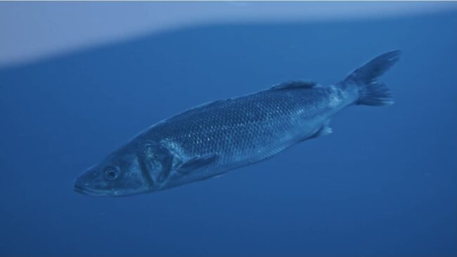 aquanaria_submarina_1_lubina